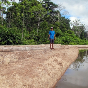 Árboles talados flotando en el río