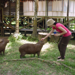 Capibara salvajes pero amistoso