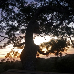 El dosel de la selva al atardecer