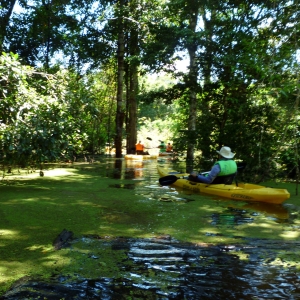 Kayaking through the rainforest