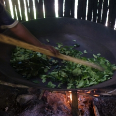 Coca leaves being toasted for to make mambe