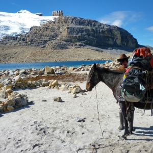 Pack mule at the campsite