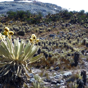 Paramo at 3500+ meters above sea level