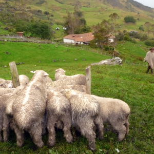 Sheep farm in the mountains