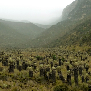 Valle de los Frailejones