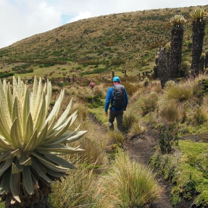 Hiking through the páramo with a frailejon in the foreground