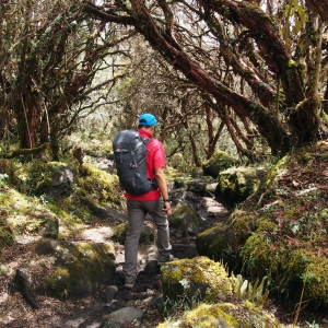 Walking through a forest of siete cueros