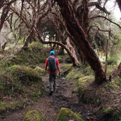 Caminando por un bosque de siete cueros