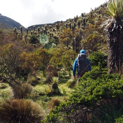 Hiking through the páramo