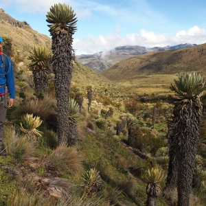 Hiking through the páramo