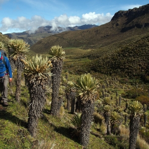 Hiking through the páramo