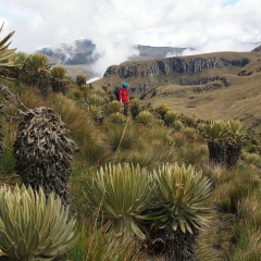 Frailejones