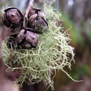 Cypress fruit