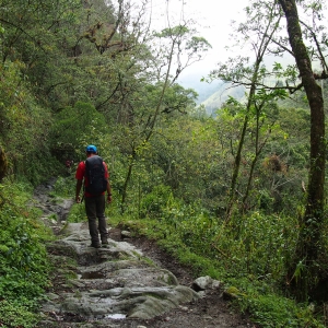 In Cocora Valley