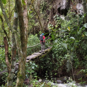 Hiking through the forest of Cocora Valley