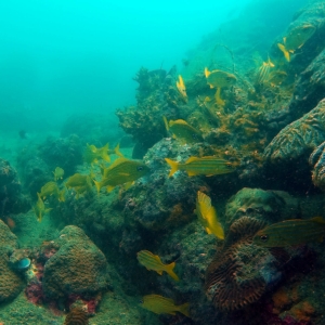 Yellow snappers