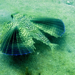 Flying gurnard