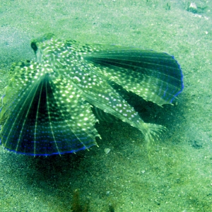 Flying gurnard