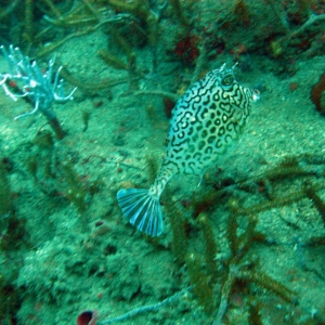 Cowfish