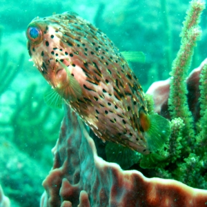 Porcupine puffer fish