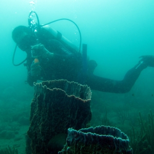 Barrel corals