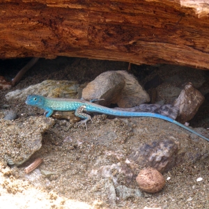 Resident of the surface interval beach