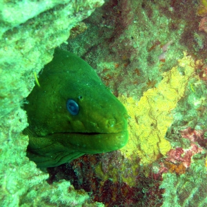 Moray eel