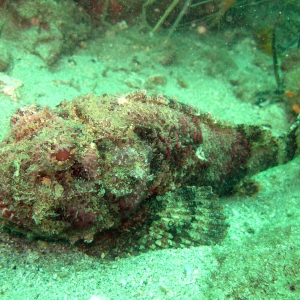 Scorpion fish