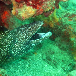 Moray eel