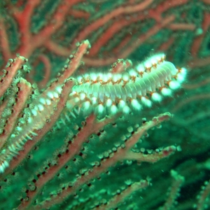 Bristle worm