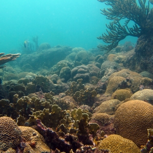 Tayrona's thriving coral reef