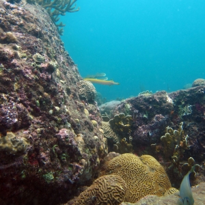 Tayrona's thriving coral reef