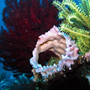 Barrel sponges and crinoids at Arthur's Point