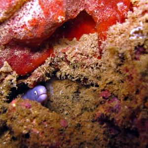 A moray eel peering from inside its coral hideout