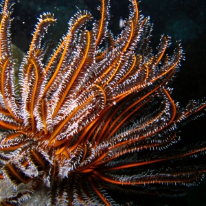 A feather star