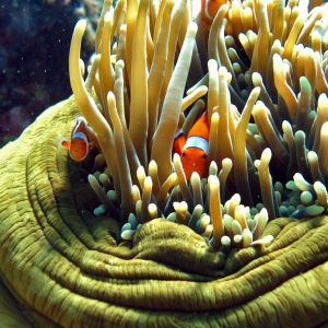 Clown anemone fish