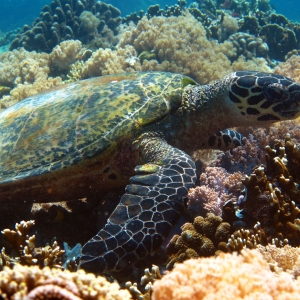 Green sea turtle