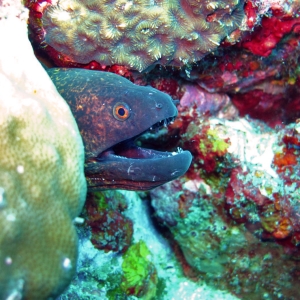 Moray eel