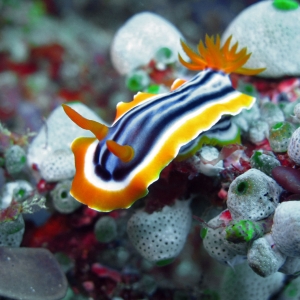 Nudibranch