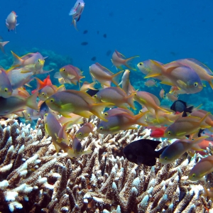 Anthias on staghorn coral