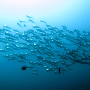 School of mackerel