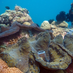 Giant clam