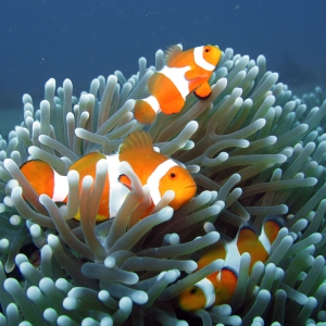 Clown anemone fish