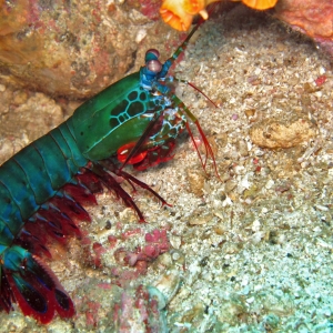 Mantis shrimp