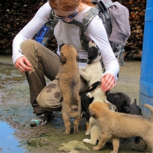 Native puppies of Batad