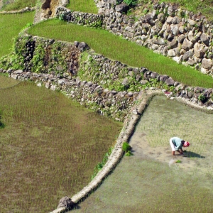 Un agricultor tiende a las terrazas de arroz