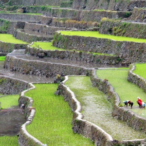 Locals working on the rice terraces