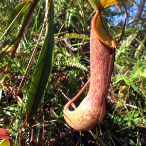 Pitcher plant