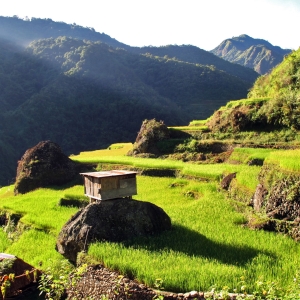 Rice farmer's shack