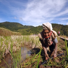 Agricultora en la aldea Maligcong